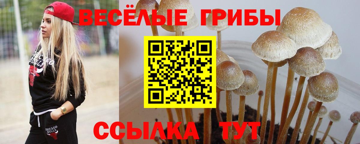 Галлюциногенные грибы Psilocybe Рассказово